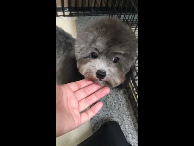 動画