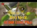Download Lagu SUARA PLECI NGECIR AMPUH UNTUK PANCINGAN