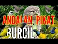 Lagu mp3 suara pikat burcil ribut paling ampuh