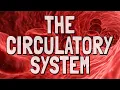 The Circulatory System