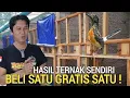 Download Lagu ENAK BENER ! BELI 1 GRATIS 1 EKOR HASIL DI TERNAK SENDIRI MURAI BATU PRESTASI BOWO MURAI JELAMBAR 