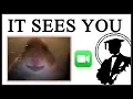 What Is The Creepy Hamster Looking At Lessons in Meme Culture