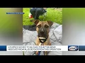 4 puppies moved to NH shelter after being rescued from alleged dog-fighting operation