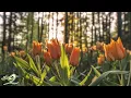 Download Lagu 3 Hours of Relaxing Soft Calm Piano Music - Morning Background ★29