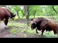 Download Lagu Als je dacht dat Karen slecht was, probeer dan eens een Rufus te geven #rufusthebull #redford #ko...