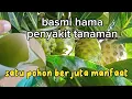 Lagu 2 inspirasi racikan pestisida nabati ‼️ pestisida nabati dari buah dan daun mengkudu
