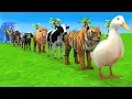 Download Lagu Long Slide Game With Cow Elephant Gorilla Hippopotamus Tiger - 3d Animal Game - Funny 3d Animals