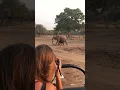 Lagu Appreciating elephants the right way 📸 (Old Mondoro Camp) #africa #safari #travel #animals