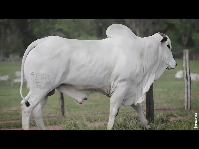 Touro Nelore AFOM - 4576
