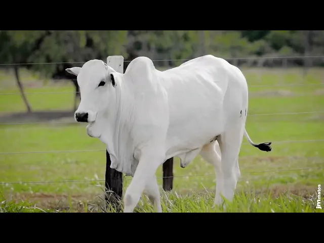 Novilha Nelore AFOM - 5908