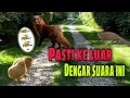 Download Lagu SUARA ANAK AYAM | AMPUH UNTUK PIKAT GARANGAN