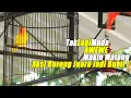 Lagu Aksi Borong Juara Menjadi Bukti ! Lovebird AWEWE Makin Matang di Usianya yg tak Lagi Muda
