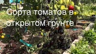 Томаты в открытом грунте в сезоне 2026. Август