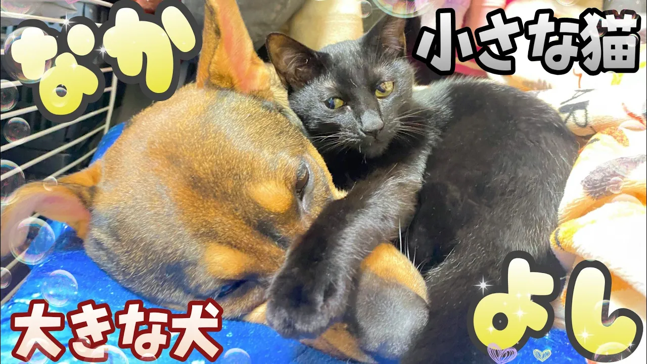大きな犬と小さな猫が仲良しすぎるよ...。