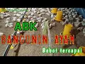 Lagu Cara Bangunin Ayam Broiler | #HarianAnakKandang