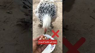 اخطاء في تغذية الدجاج 