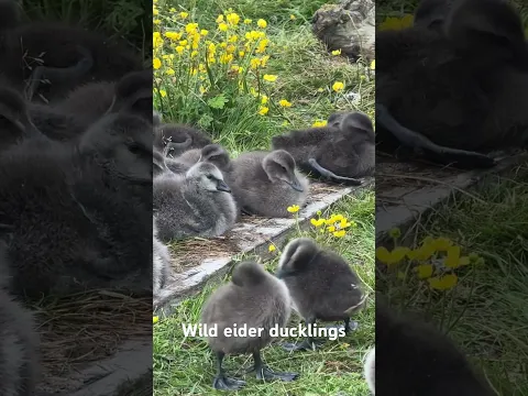 Quick shot of wild eider ducklings in our sanctuary