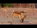 Download Impala Miraculously Escapes Jaws Of Leopard | The Hunt | BBC Earth mp4 3gp mp3 videos - waplic