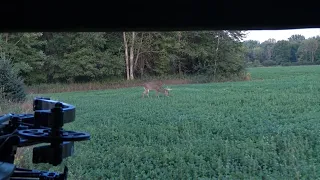 يوم افتتاح موسم صيد الغزلان بالقوس      دندنها
