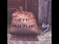 10ft Ganja Plant - Chalwa!