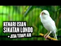 SUARA BURUNG KENARI ISIAN SIKATAN LONDO TERAPI AIR