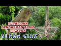 Lagu PUTAR DAN DENGARKAN AUDIO CIAK CIAK KECIAL KUNING BETINA ‼️PANCINGA SUARA CIAK CIAK AMBARAN