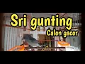 Download Lagu SRI GUNTING ABU NGERIWIK BERISIK !!