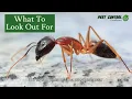 Carpenter Ant Infestation Signs Damage How to Get Rid of Them