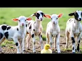 KAMBING , SAPI , KAMBING LUCU JOGET , EMBEK , KAMBING EMBEK-EMBEK , SAPI LUCU SAPI JOGET DOMBA LUCU