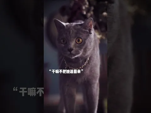 錯過就是錯過，可以回想但不必回頭。#萌寵 #金毛路虎 #愛情