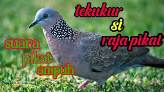  tekukur si raja pikat