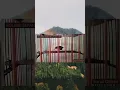 Download Lagu KOLIBRI SEPAH RAJA TROTOL GACOR,,,||| cocok untuk pancingan burung jenis kolibri