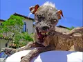 Perro malagradecido El Halcon del desierto