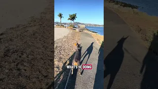 🤣😂.. #fyp #dream #youtube #doberman #pets