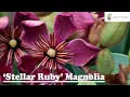 Stellar Ruby Magnolia - Great New Plant Introduction