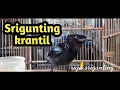 Download Lagu PANCINGAN SRIGUNTING KRANTIL PASTI NYAUT
