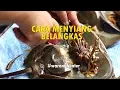 Download Lagu CARA MENYIANG BELANGKAS | WARONGHUNTER