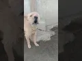 Download Lagu suara anjing galak, diikat karna suda banyak yang di gigit #anjingkita #doglover