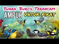 Lagu Suara  burcil Terancam Ampuh Untuk Pikat Semua Jenis Burung Kecil