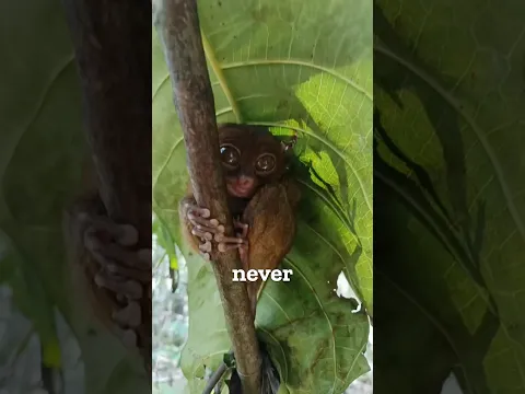 Why a Simple Photo is Fatal to the Philippine Tarsier?