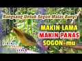 Download Lagu PANCINGAN sogon IJOAN gacor NGRIWIK rangsang sogon bahan bunyi #pacingansogonbunyi #sogongacordor
