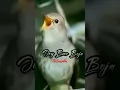 Download Lagu beautiful sounds bird sikatan londo #masteranburung  #masteranmuraibatu #sikatanlondo #shorts