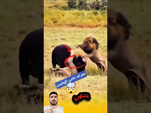 معركة التمزيق والافتراس ومخالب الغدر طعنات مباغته#shorts