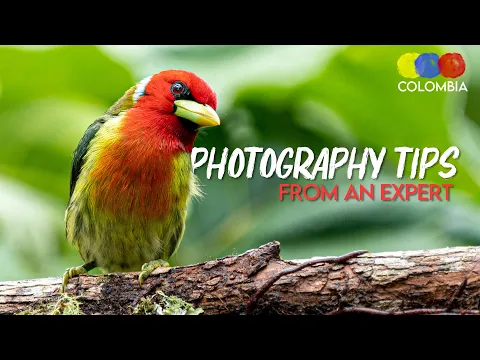 Bird Photography Tips with Steve Sanchez | Expert Guide