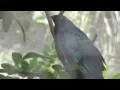 Download Lagu błyszczak długosterny (Lamprotornis caudatus), Long-tailed Glossy-Starling, Langschwanz-Glanzstar