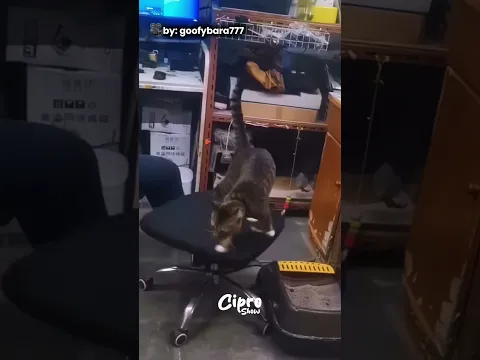 Este gato es tremendo #humor