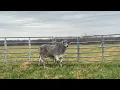 Lot 6 Sale Day - MORENO MS LADY CHARLENE