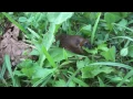 Download Lagu Vroege Vogels - Smullende slak
