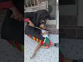 Bocil Diculik Setan Hitam #shorts