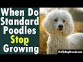 When Do Standard Poodles Stop Growing An Overview of Poodle Growth from Puppy to Adult